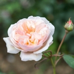 A Shropshire Lad / Е Шропшир Лед